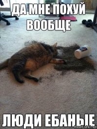 Кошачий фотопозитив