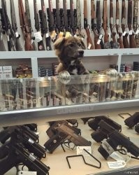 Охотничий пёс