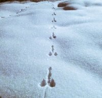 20+ таинственно оставленных следов, которые заинтриговали тех, кто их увидел