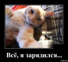 Образ кошки в демотиваторах