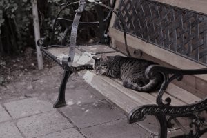 Кошачий фотопозитив