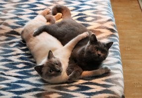 Кошачий фотопозитив