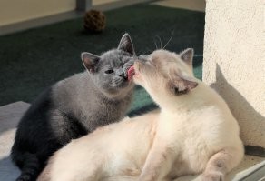 Кошачий фотопозитив