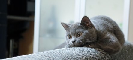 Кошачий фотопозитив