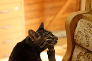 Кошачий фотопозитив