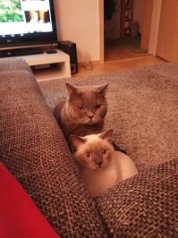 Кошачий фотопозитив