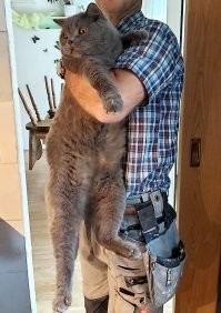 Кошачий фотопозитив