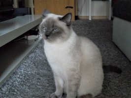 Кошачий фотопозитив