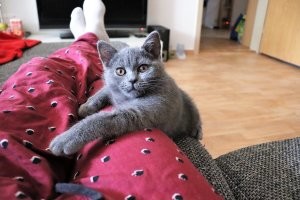 Кошачий фотопозитив