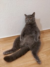 Кошачий фотопозитив