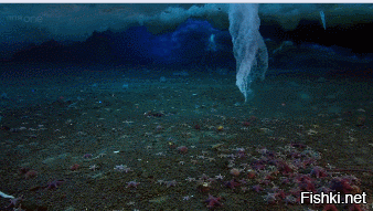 Подводные сосульки, или брайниклы, возникают, когда слабосоленая вода перемешивается с океанской. Опускаясь ко дну, брайникл замораживает все живое на своем пути.