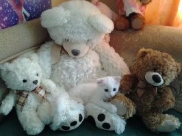 Найди кота, или мне и тут очень удобно