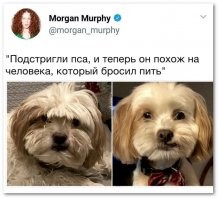 "А это точно моя собака?": 30 доказательств того, какие чудеса творит груминг