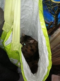 Найди кота, или мне и тут очень удобно