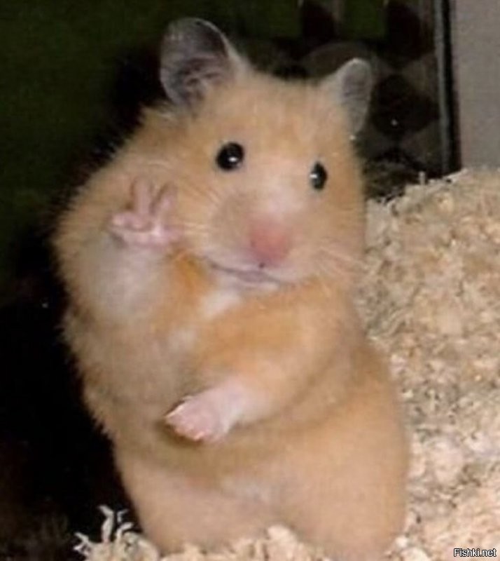 Всё вразнобой