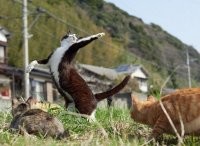 Всё вразнобой