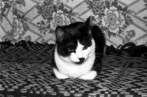 Бечивинка (Финвал) на Камчатке 1994-1995