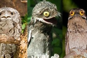 жесть. их ещё и много разных всяких смесь гровера (из улицы сезам) и душевно больной, накуренной совы ахаха