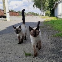 Опасные, сцуко! Банда!