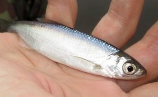 Рыбалка 2021 когда нашел стаю рыбы - ловля на поплавок зимой