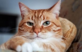 Брутальность зашкаливает