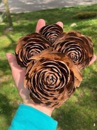 Природа создала бутоны, напоминающие шишки...