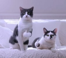 Без кота и жизнь не та