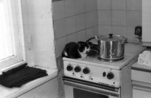 Бечивинка (Финвал) на Камчатке 1994-1995