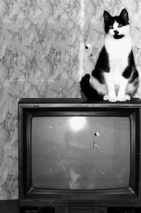 Бечивинка (Финвал) на Камчатке 1994-1995