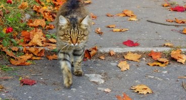 Шуйский район. Суздаль. Кохма. Кинешма.