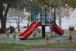 Город, оккупированный козлами