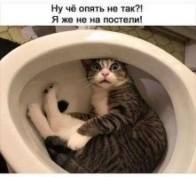 Приучаем кота к унитазу