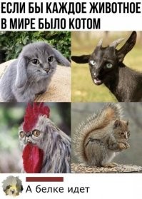 5 случаев из истории, когда животных использовали как шпионов