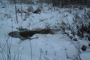 Что делают бобры зимой