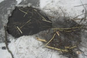 Что делают бобры зимой