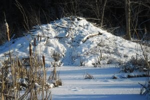 Домик наших бобров.