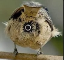 5 случаев из истории, когда животных использовали как шпионов