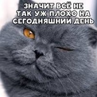 Цой по-котовски
