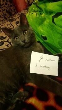 Своего отучала от раковины.