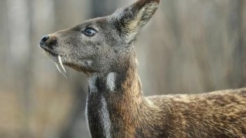 Кабарга - "саблезубый олень"