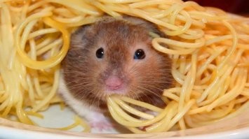 Какие всё-таки хомячки милые и забавные. 
Лапшу с ушей хавают даже не снимая