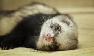 Не то слово! Вон, два дня лежит...