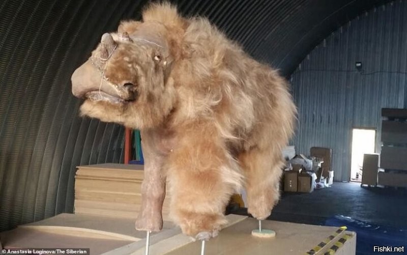 В Якутии разморозили тушу древнего шерстистого носорога
