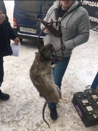 Гигантская крыса сцепилась с собакой в Уссурийске и попала на видео