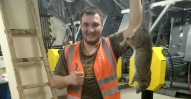 Гигантская крыса сцепилась с собакой в Уссурийске и попала на видео