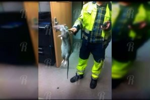 Гигантская крыса сцепилась с собакой в Уссурийске и попала на видео