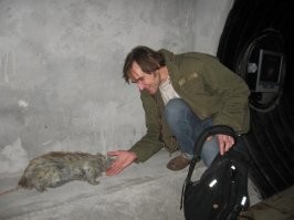 Гигантская крыса сцепилась с собакой в Уссурийске и попала на видео