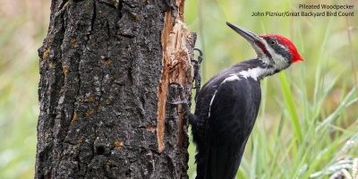 бугага,  возьми картинку на аву ! это занзибарский короедовый пеликан - символ неутомимости и мудрости !