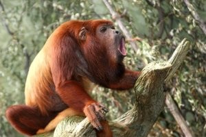 Смешные и познавательные картинки