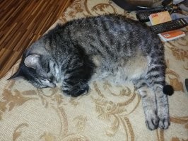 Лесные коты, разновидности
